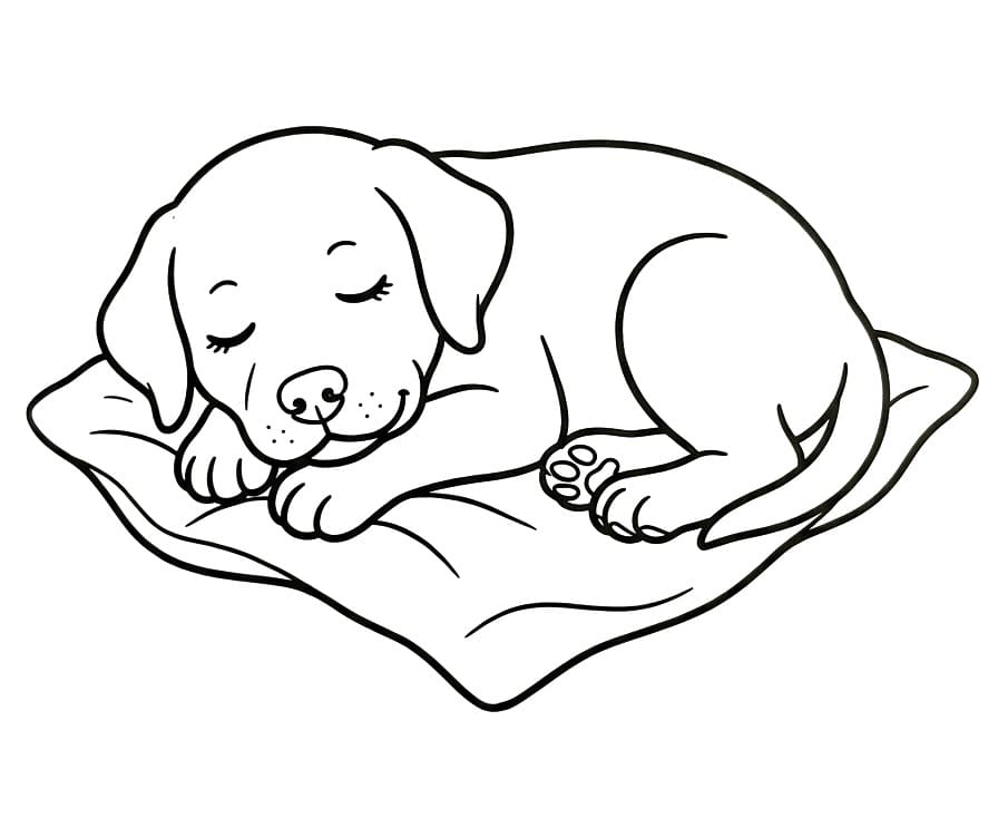 Labrador Sleeping