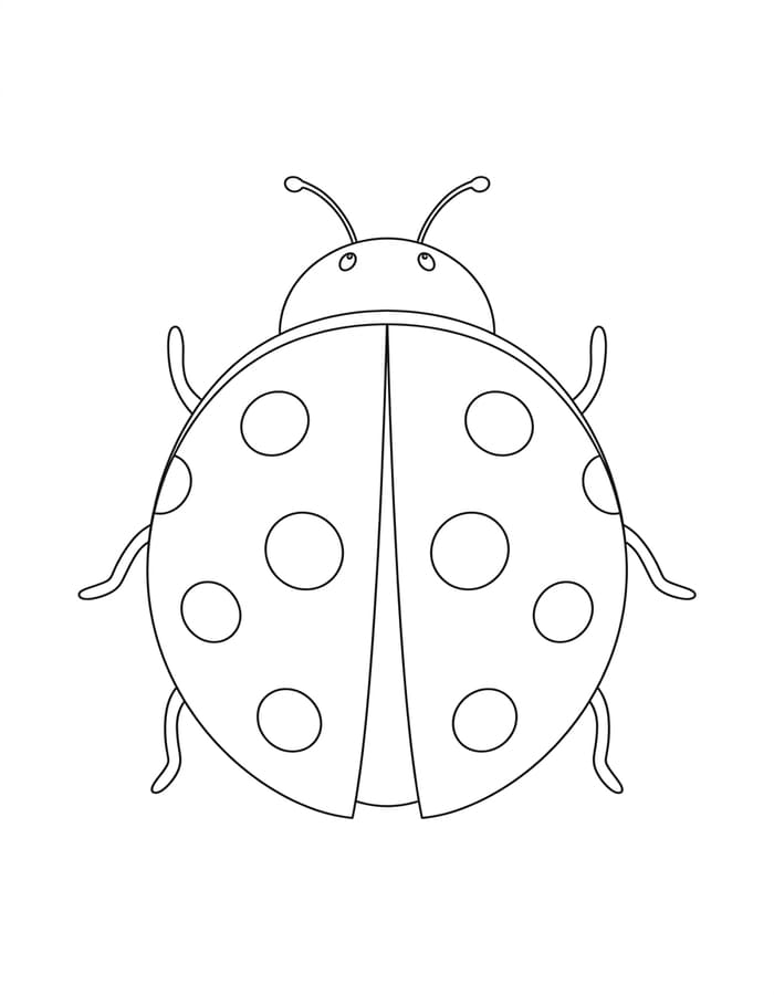 Ladybug Basic