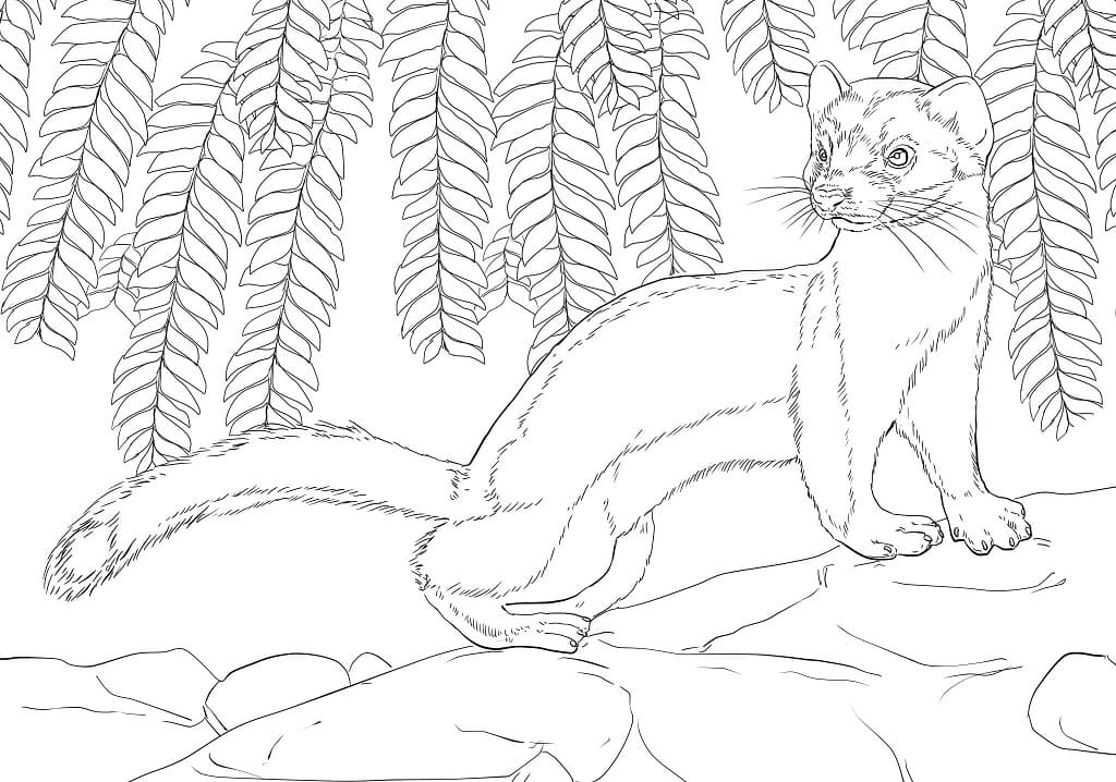 Least Weasel Coloring Game Least Weasel