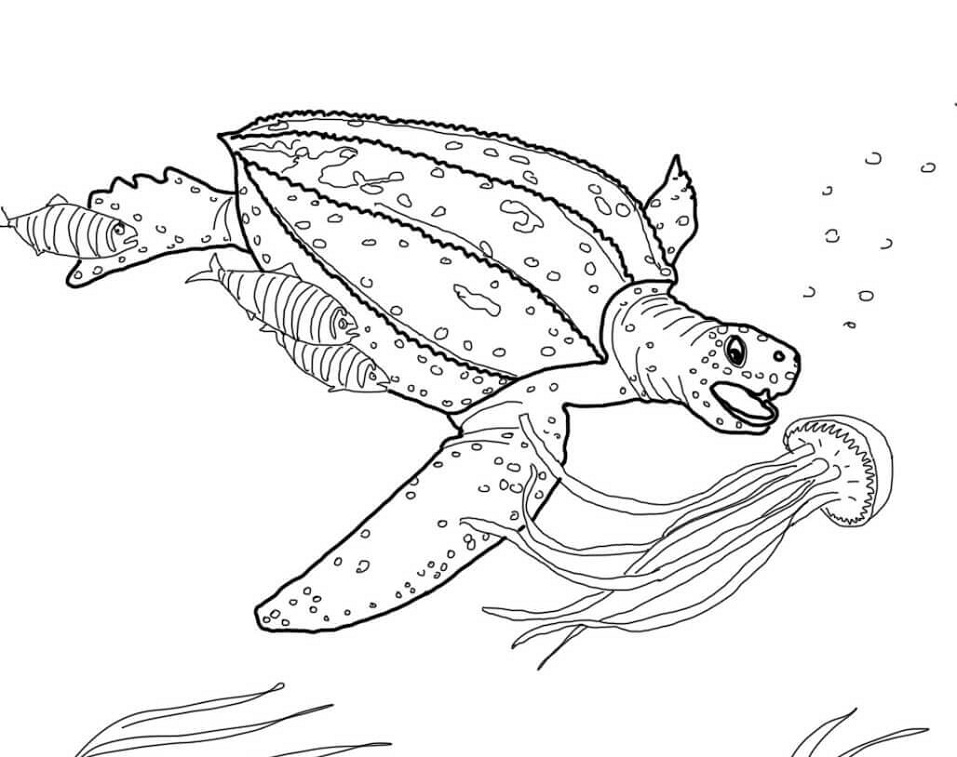 Leatherback Sea Turtle Coloring Game Leatherback Sea Turtle