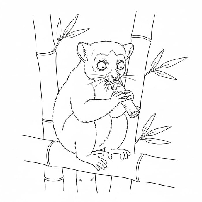 Lemur Bamboo Lemur Nibbling