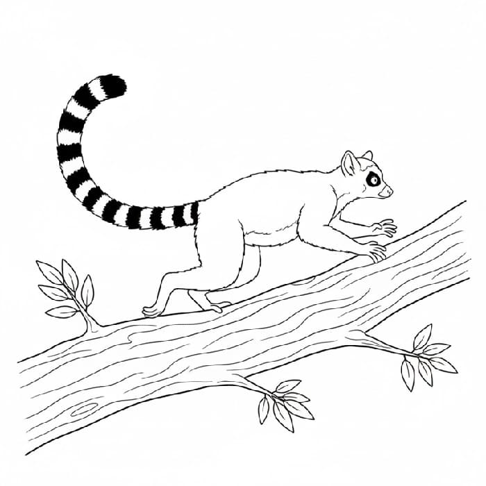Lemur Branch Acrobat
