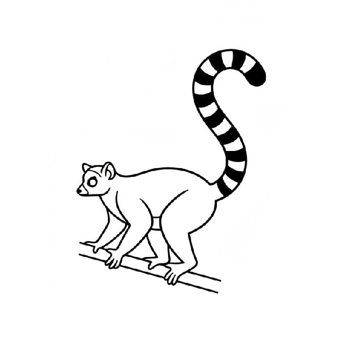 Lemur Minimalist Black and White
