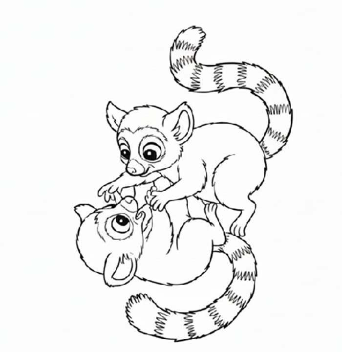 Lemur Playful Tangle