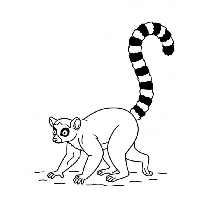 Lemur Tail Flagging