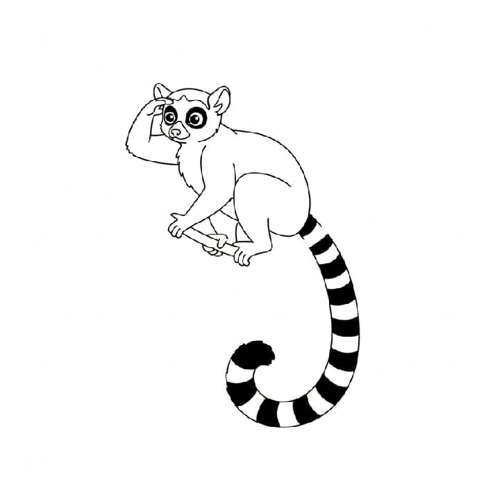 Lemur The Lookout Perch