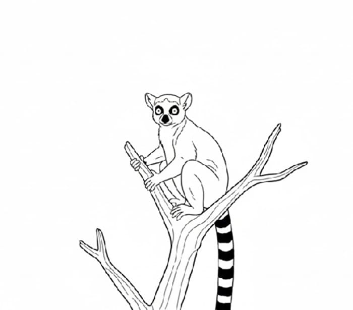 Lemur The Perch