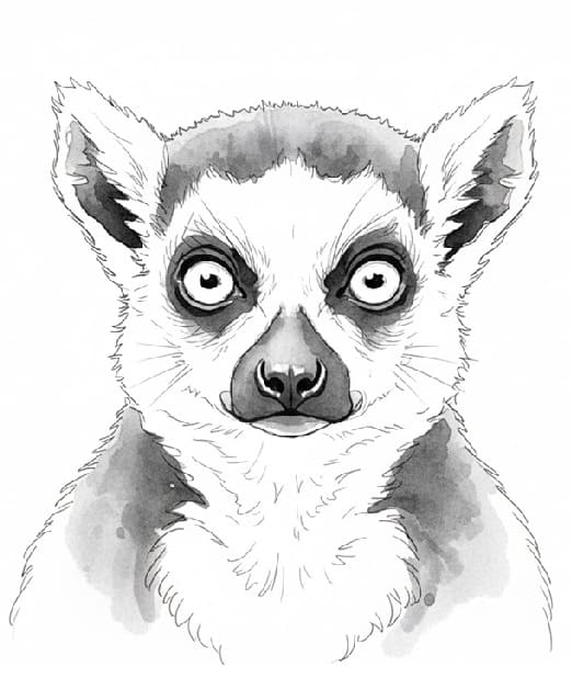 Lemur Watercolor Softness Coloring Game