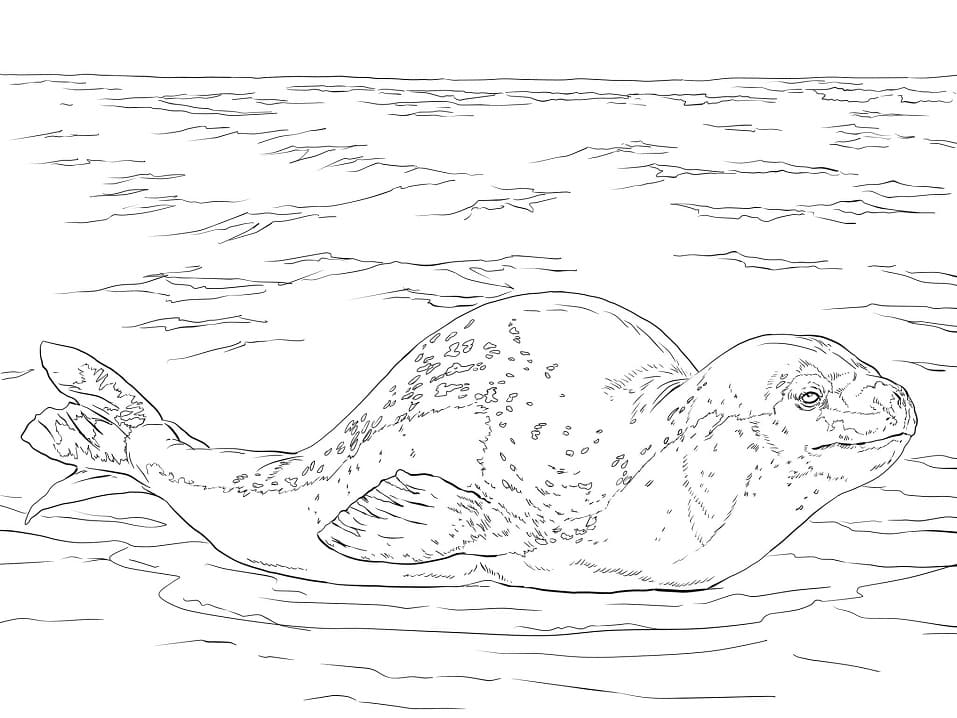 Leopard Seal