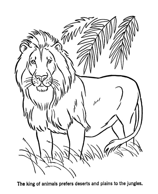 Lion in the Forest