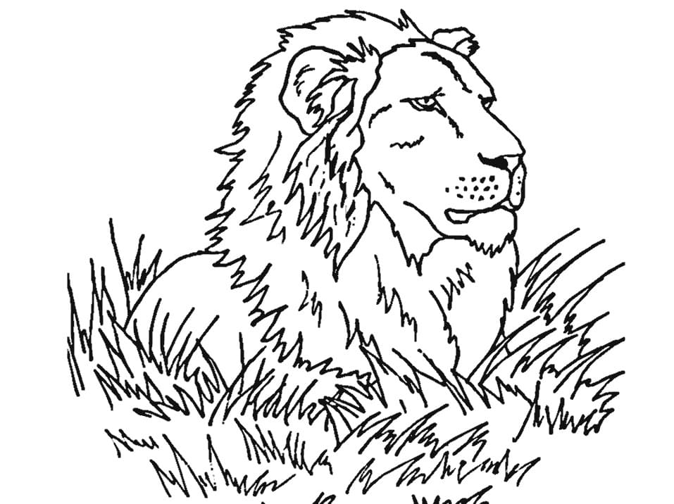 Lion on Grass