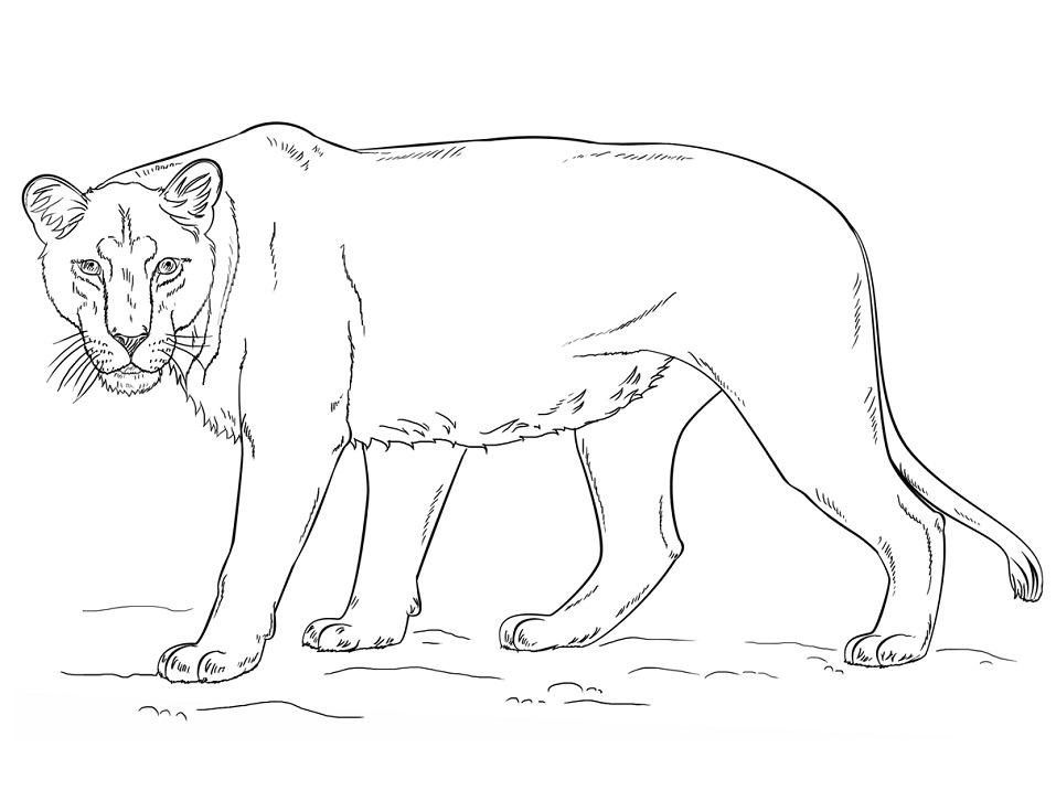 Lioness 1 Coloring Game Lioness 1