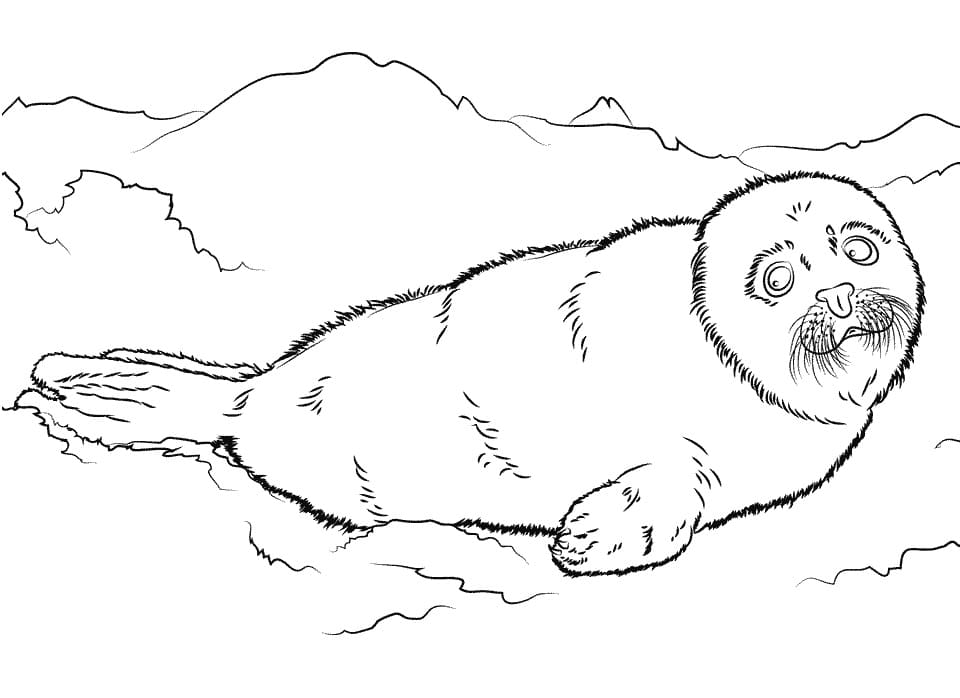 Little Harp Seal