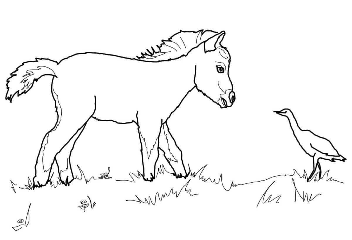 Little Horse and Bird
