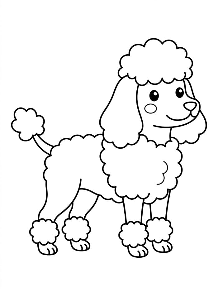 Poodle