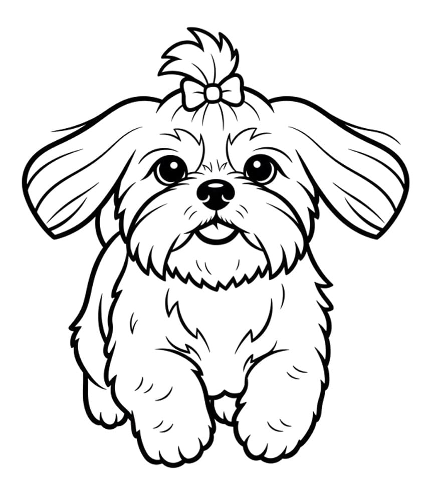 Little Shih Tzu