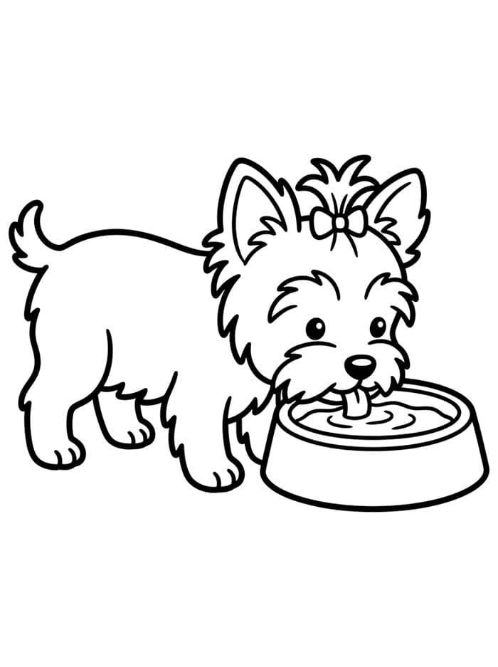 Little Yorkie
