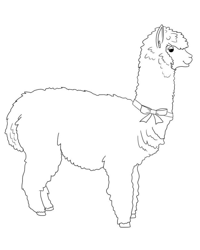 Llama Basic