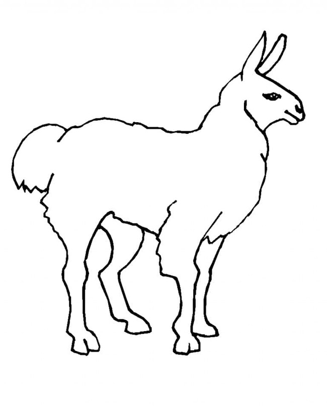 Llama Printable