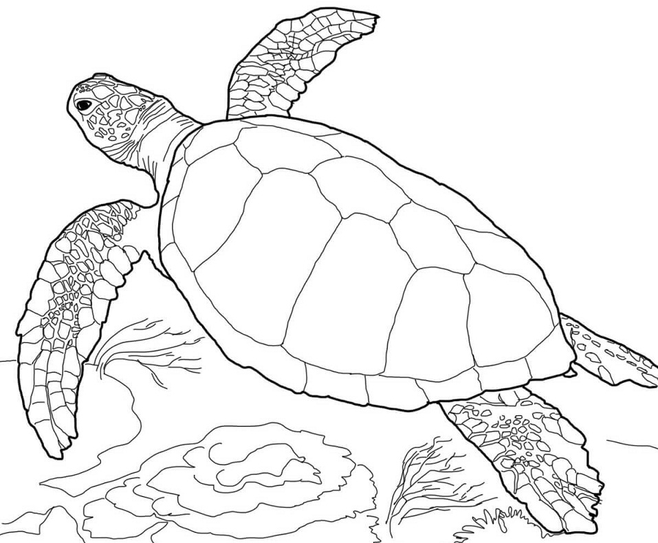 Loggerhead Sea Turtle Coloring Game Loggerhead Sea Turtle