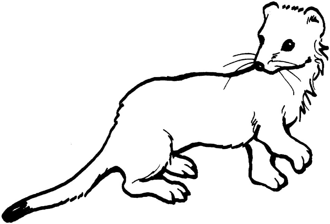 Long-tailed Weasel Coloring Game Long-tailed Weasel