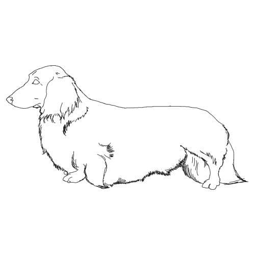 Longhaired Dachshund Coloring Game Longhaired Dachshund