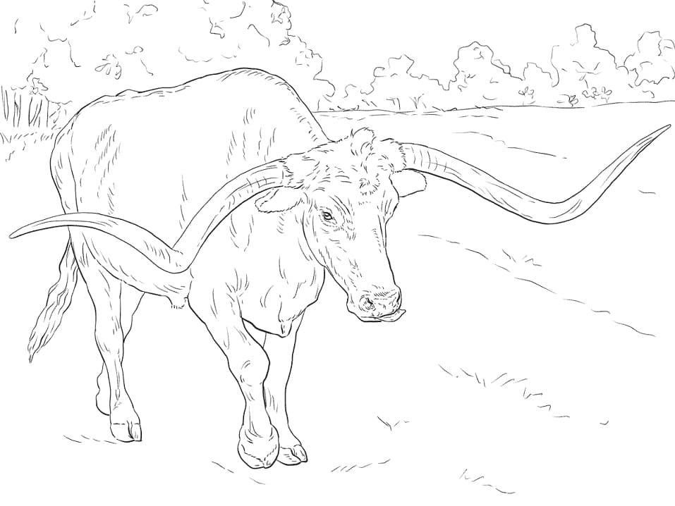 Longhorn Bull