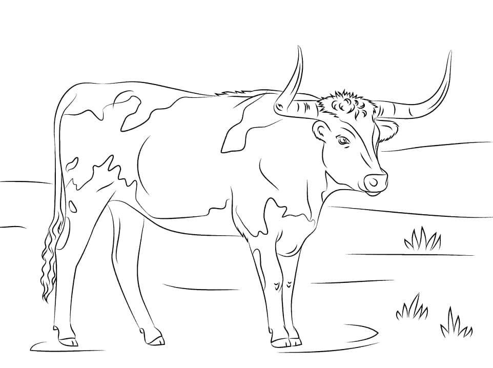Longhorn Cow Coloring Game Longhorn Cow