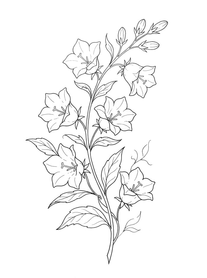 Lovely Bellflower