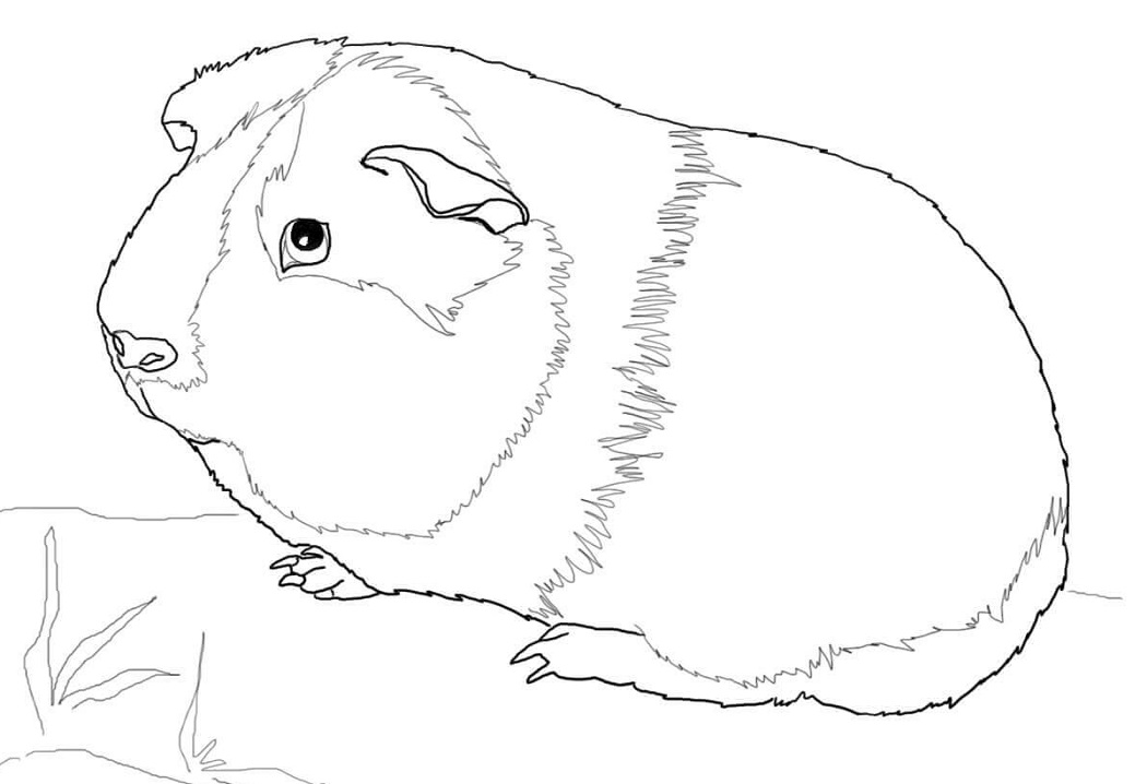 Lovely Guinea Pig Coloring Game Lovely Guinea Pig