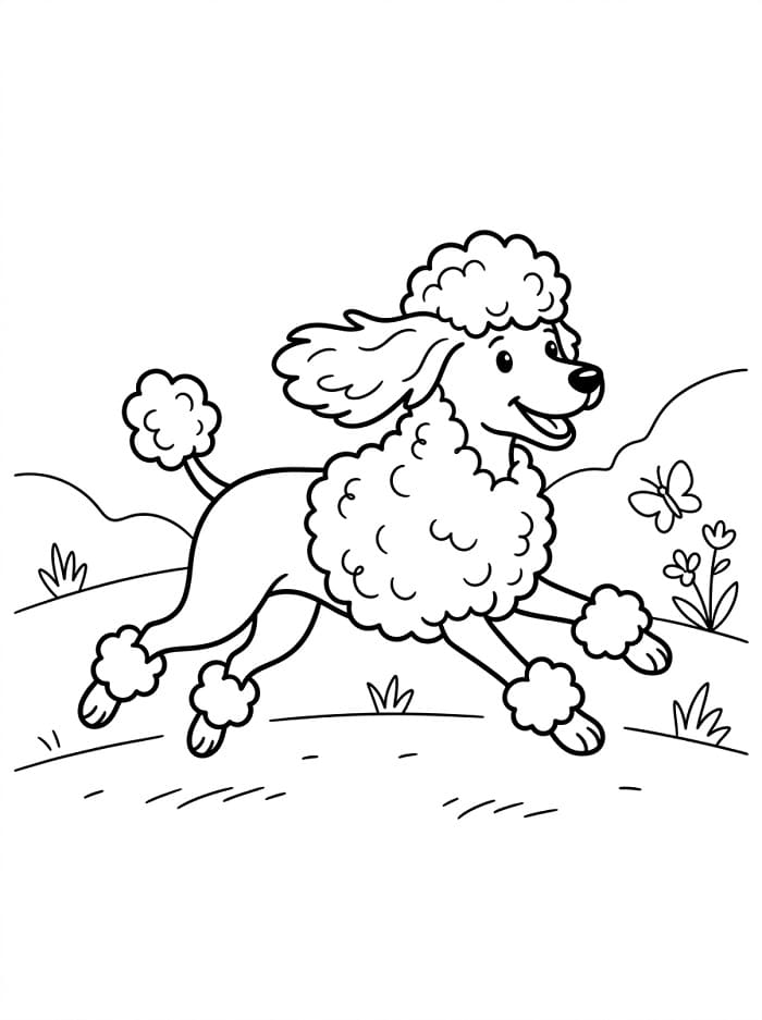 Lovely Poodle