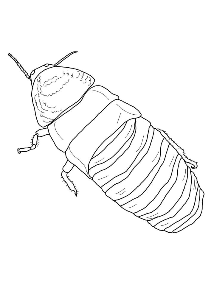Madagascar Hissing Cockroach Coloring Game Madagascar Hissing Cockroach