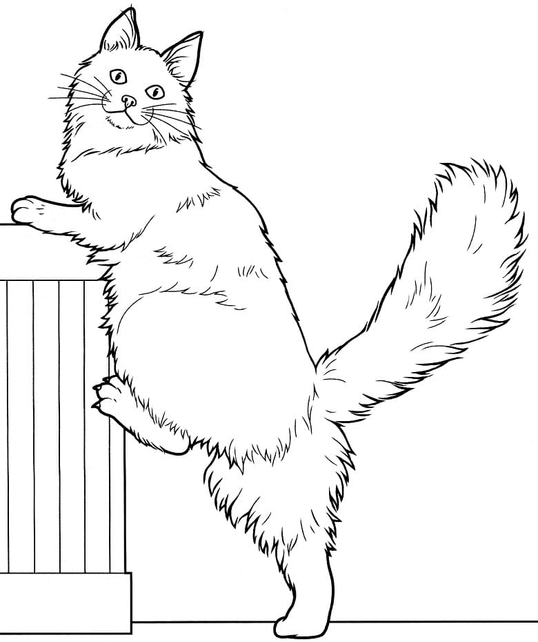 Maine Coon Cat 1 Coloring Game Maine Coon Cat 1