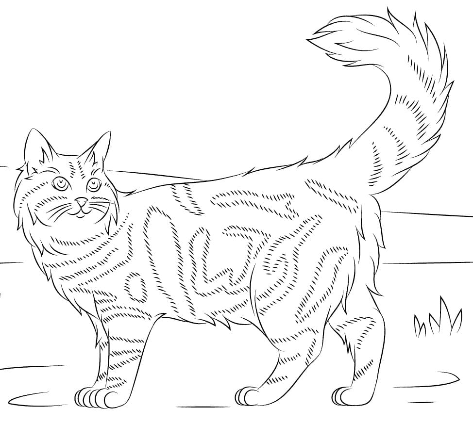 Maine Coon Cat Coloring Game Maine Coon Cat