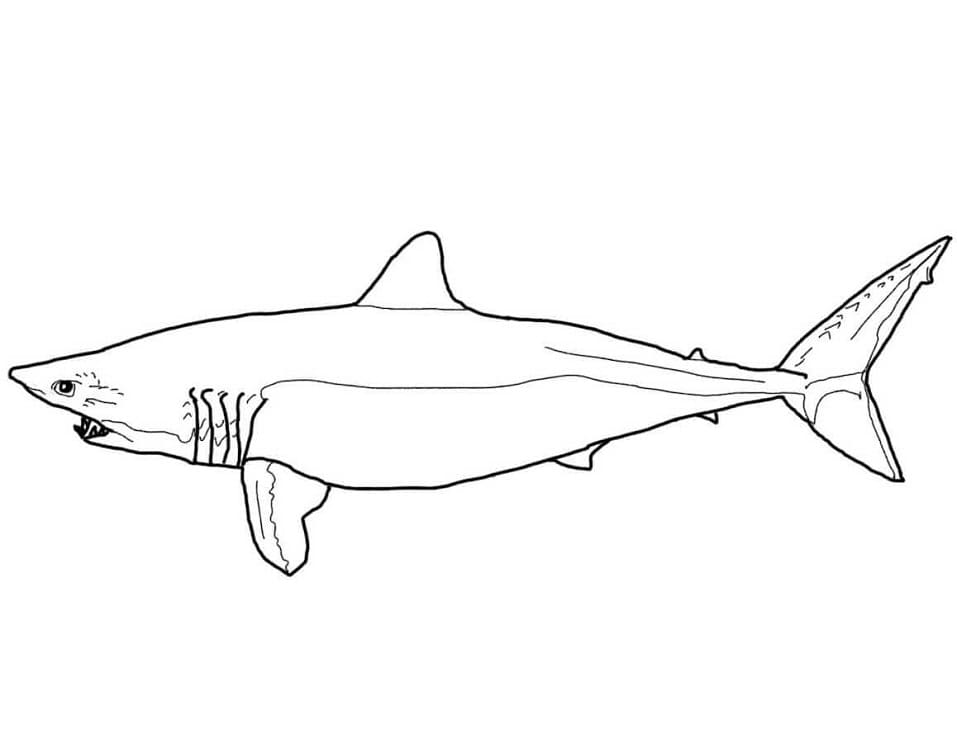 Printable Shark Coloring Play Free Coloring Game Online Printable Shark Coloring Play Free Coloring Game Online