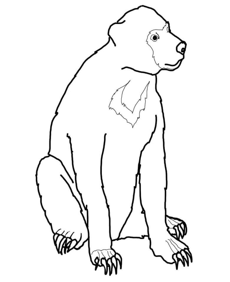 Malayan Sun Bear Coloring Game Malayan Sun Bear
