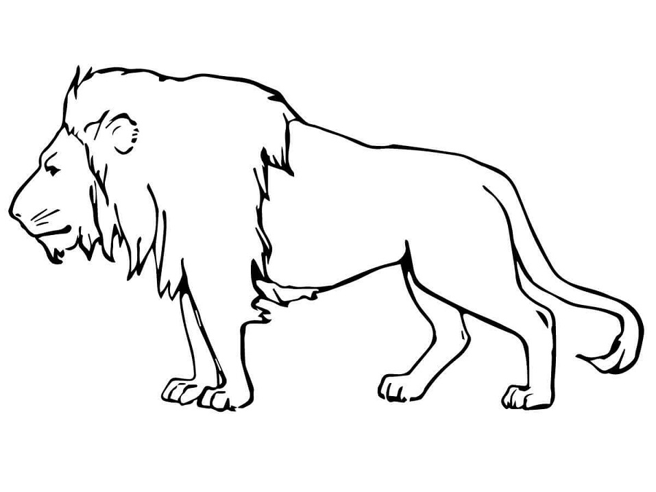 Male Lion