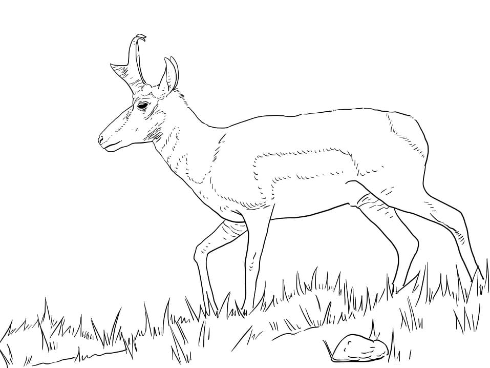 Male Pronghorn