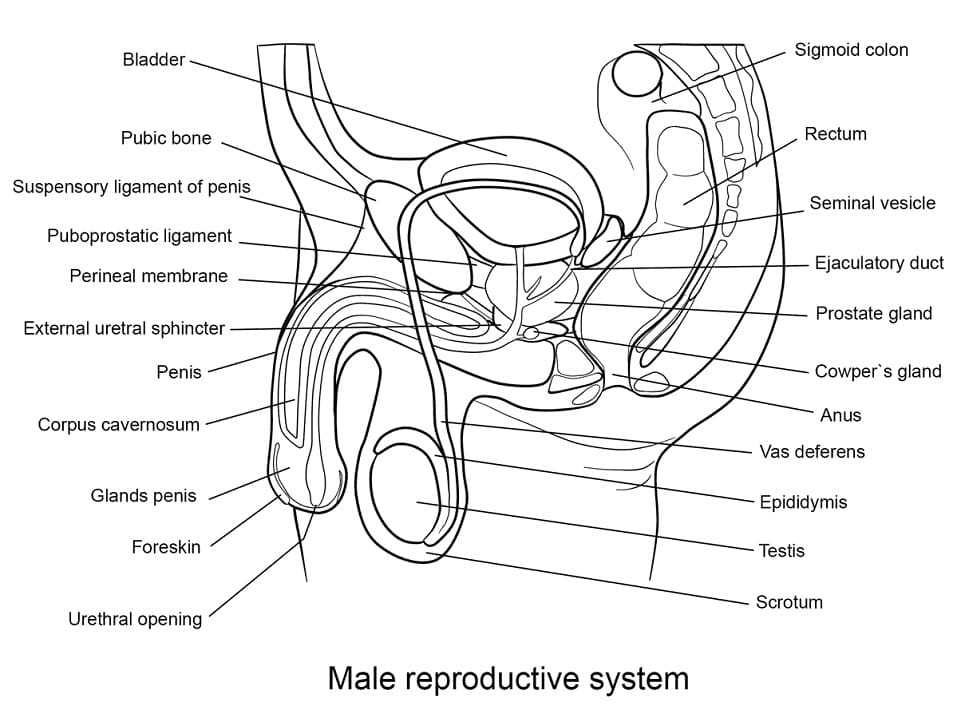 Male Reproductive System