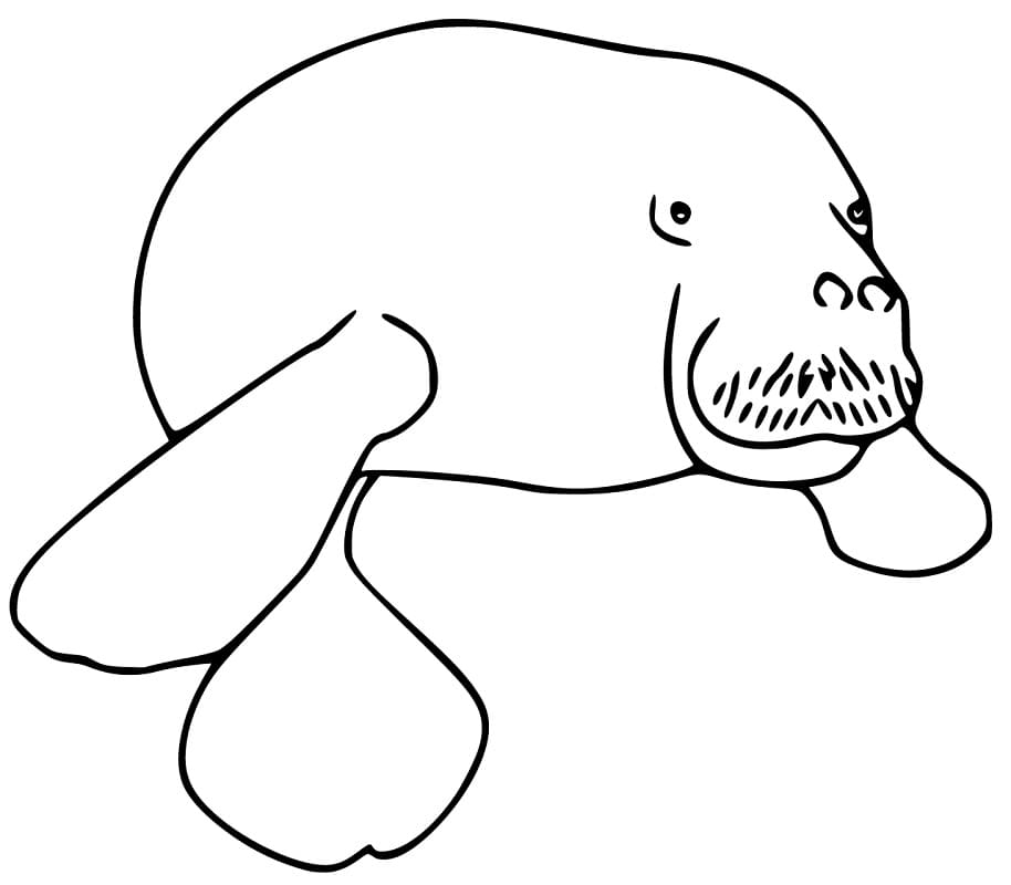 Manatee Fun