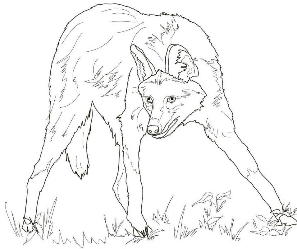 Maned Wolf