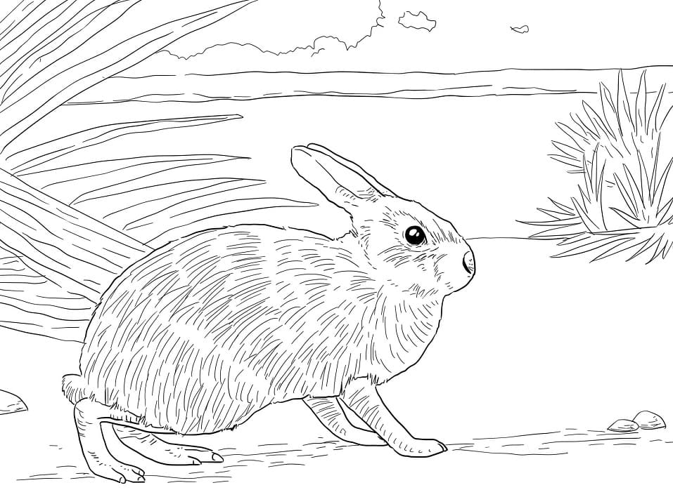 Marsh Rabbit