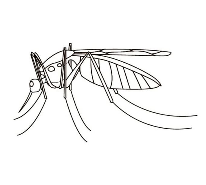 Mosquito 4