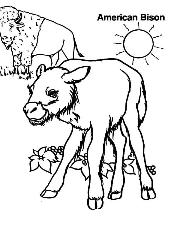 Mother Bison and Baby Coloring Game Mother Bison and Baby