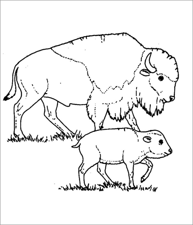 Mother and Baby Bison Coloring Game Mother and Baby Bison