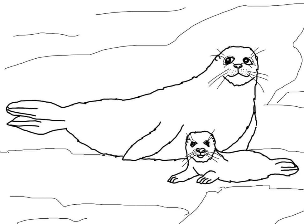Mother and Baby Harp Seal