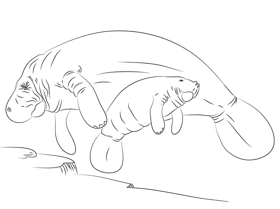 Mother and Baby Manatee