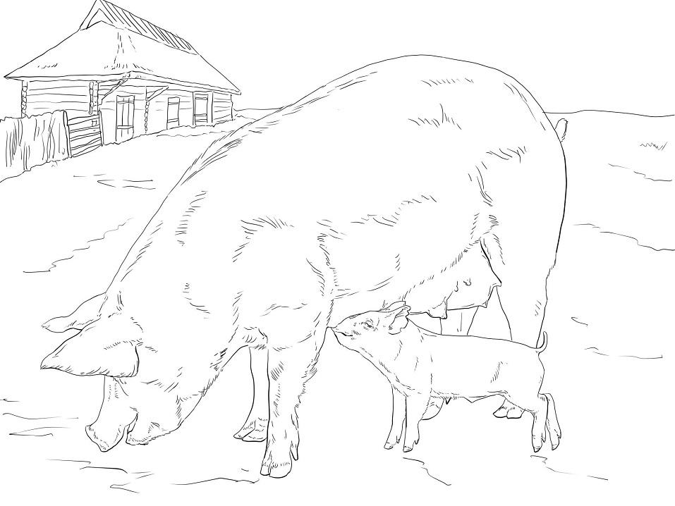 Mother and Baby Pig Coloring Game Mother and Baby Pig