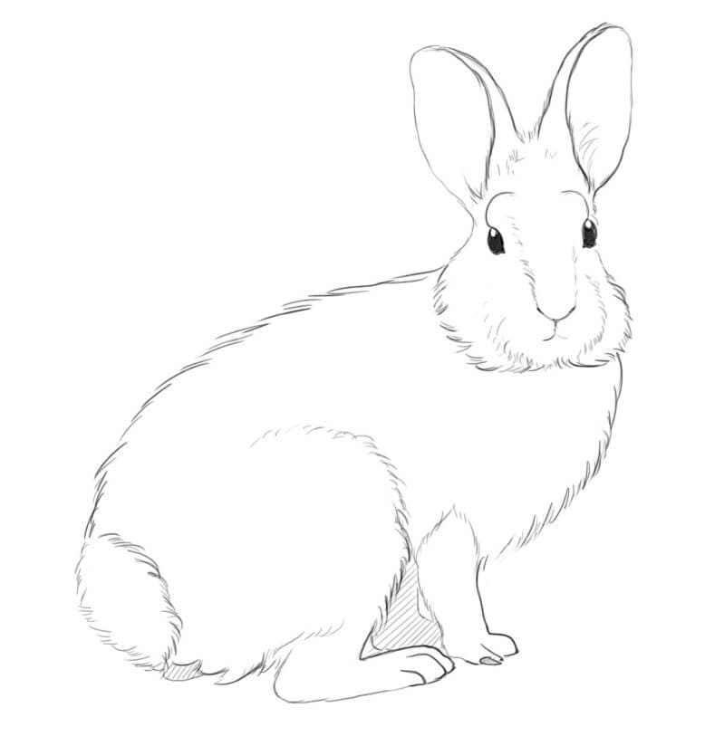Mountain Cottontail Rabbit