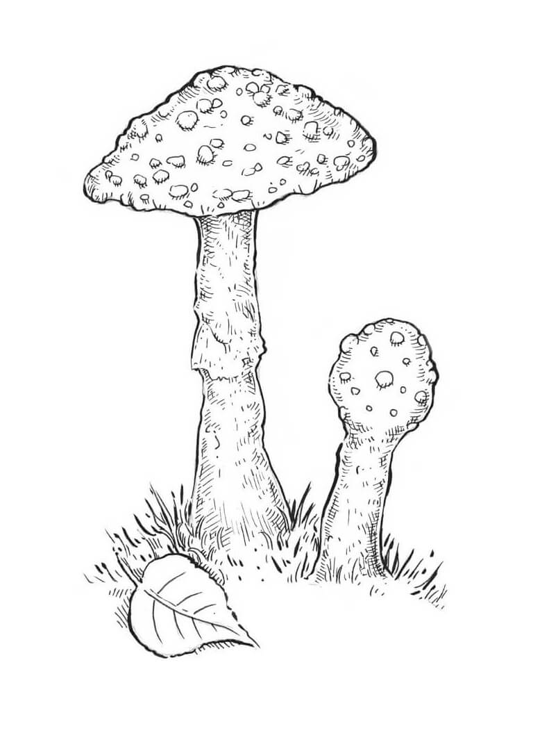 Mushrooms 2